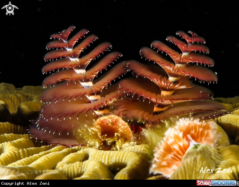 A Xmastree worm