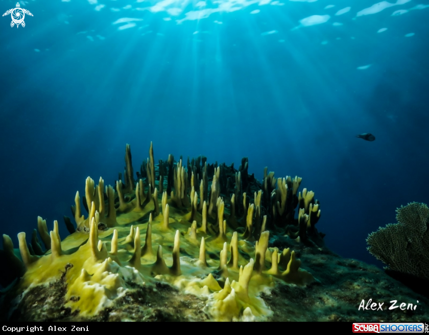 A Fire coral