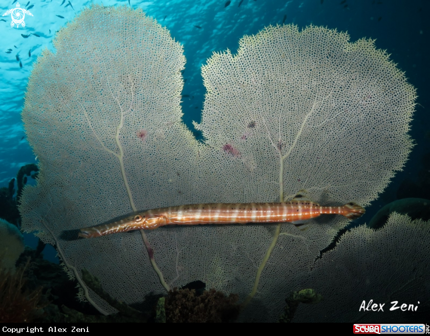 A Trumpet fish