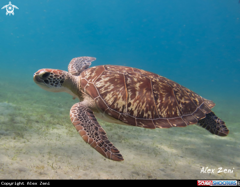 A Green Turtle