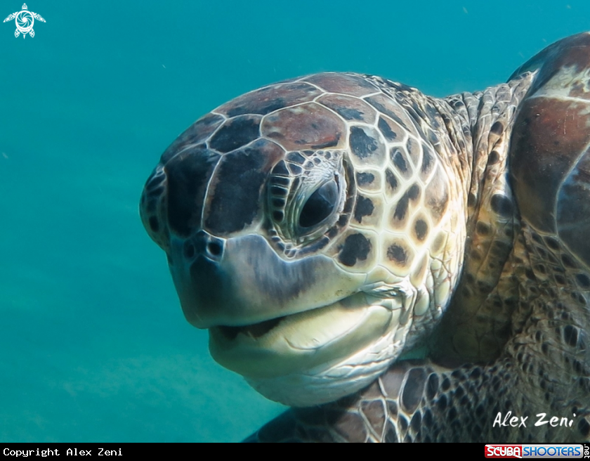 A Green Turtle