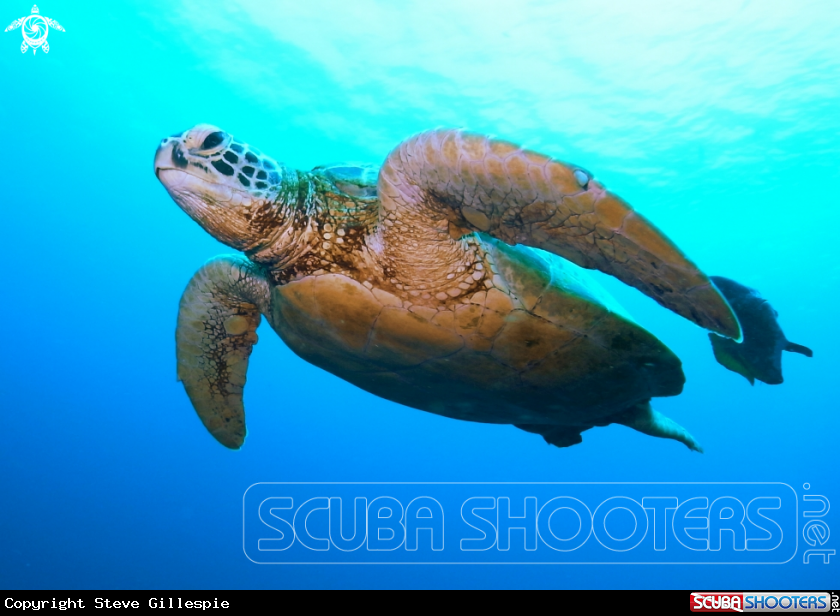 A Hawks Bill Turtle