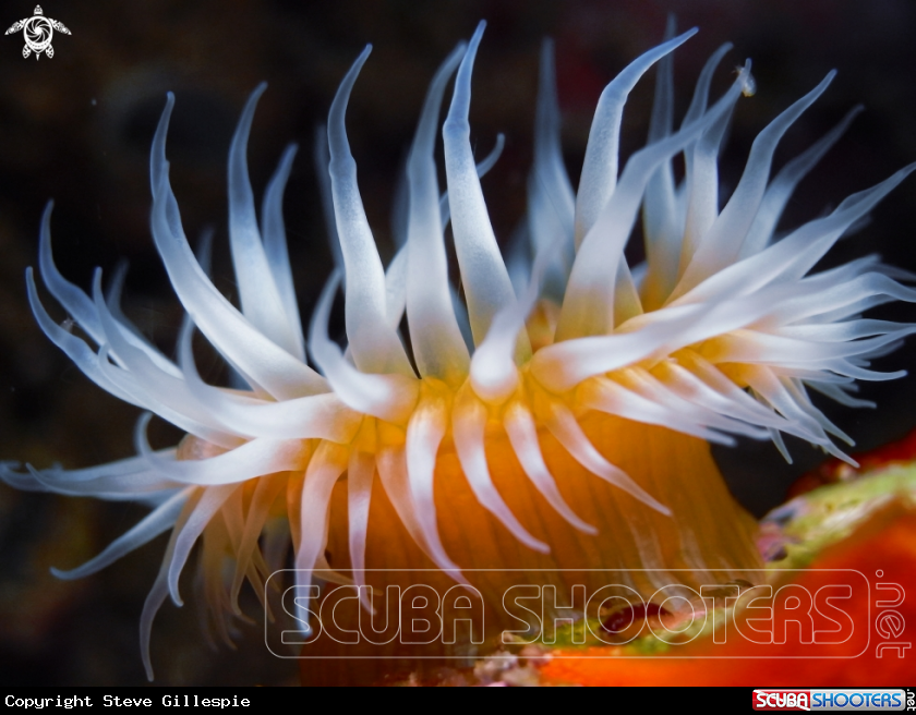 A Sea Anemone