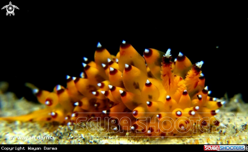 A yellow mello 