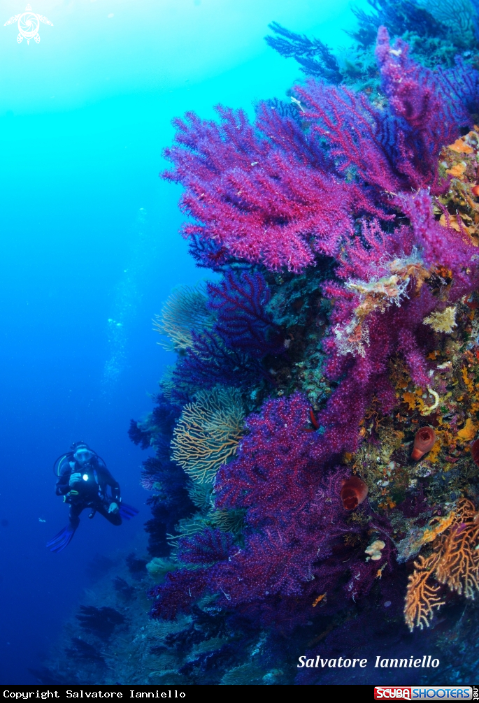 A underwater creature