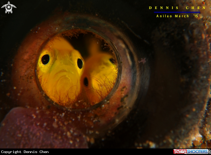 A Goby