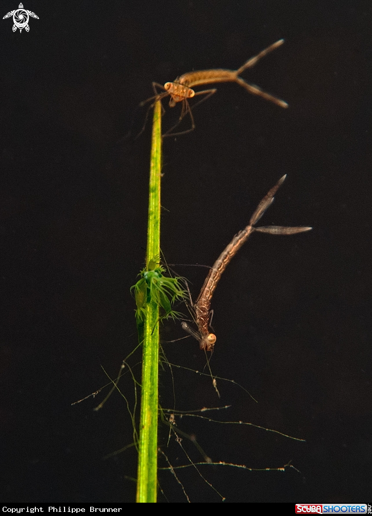 A Dragonfly