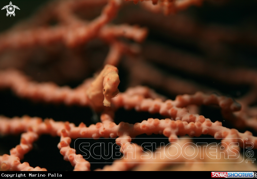 A Pigmy Sea Horse Denise