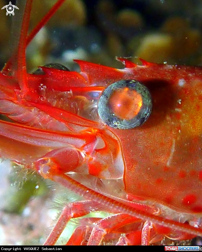 A Shrimp