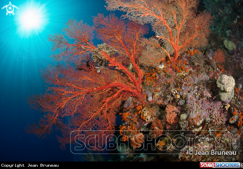 A Soft coral