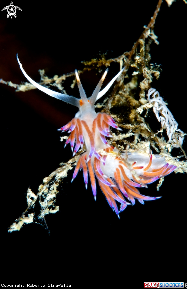 A Cratena 