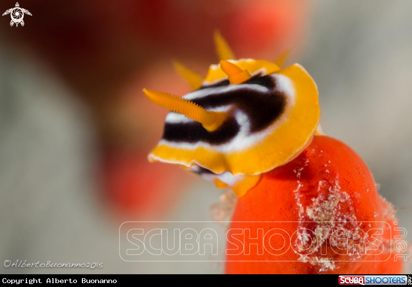 A Chromodoris quadricolor