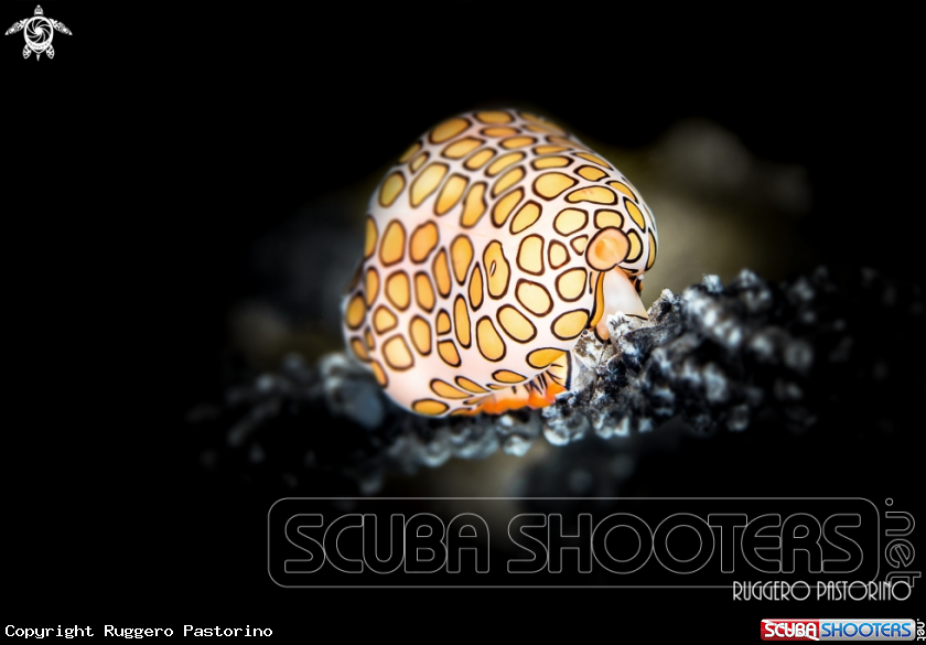 A Flamingo tongue