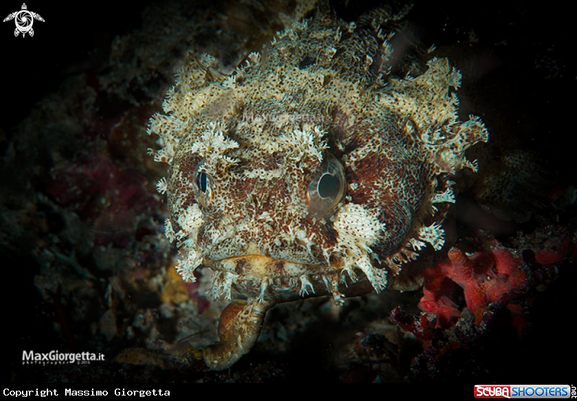 A Toadfish - Halophryne diemensis