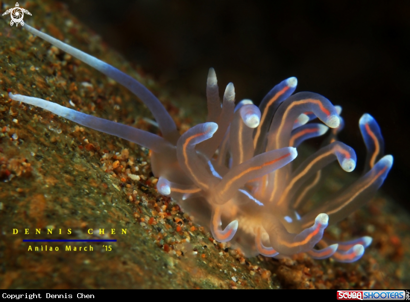 A Nudi