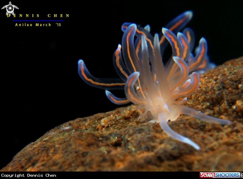 A Nudi