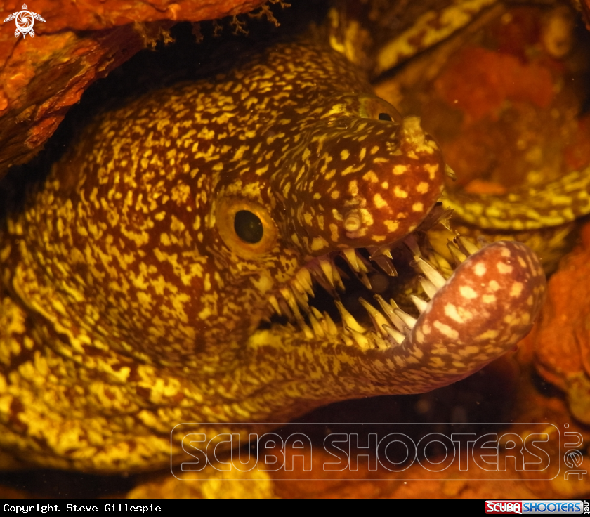 A Mosaic Moray Eel.