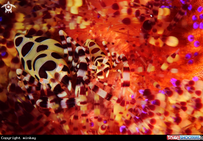 A Coleman Shrimp