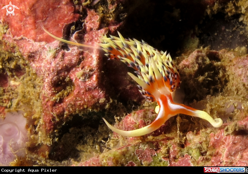 A Nudibranch