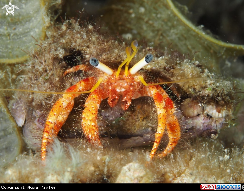 A Hermit Crab