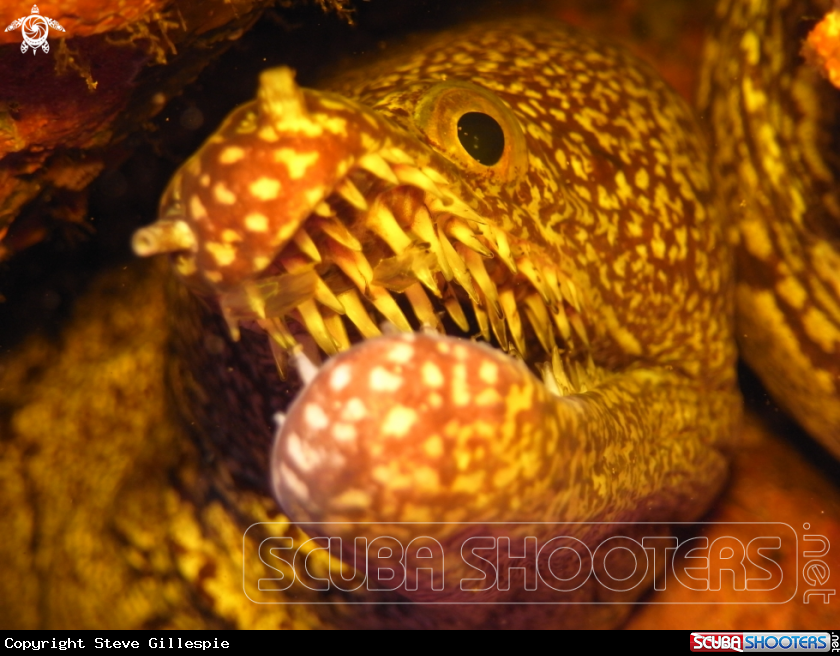 A Mosaic Moray Eel.
