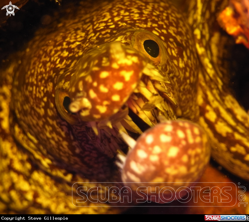 A Mosaic Moray Eel.