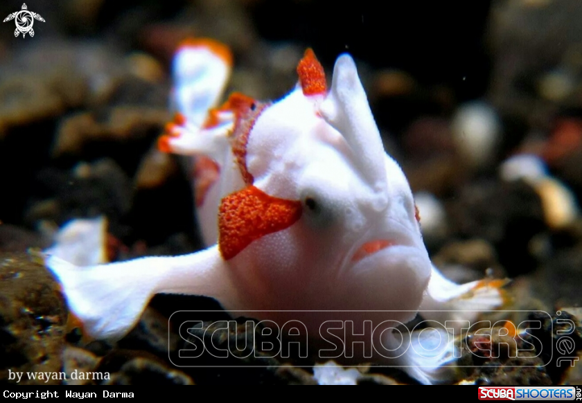 A Antenarius maculatus 