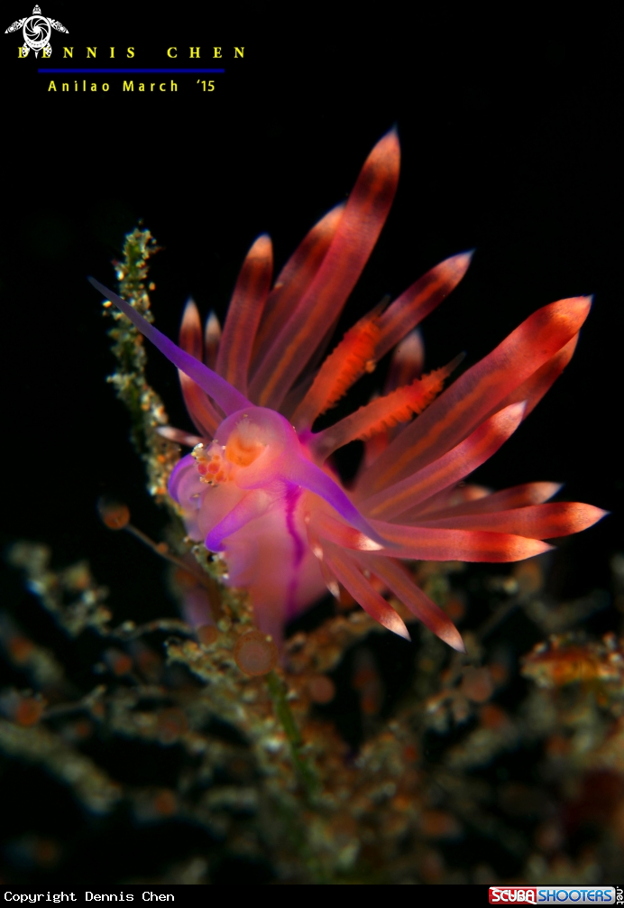 A Nudi