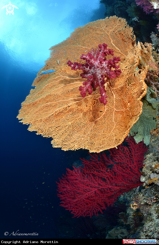 A soft coral