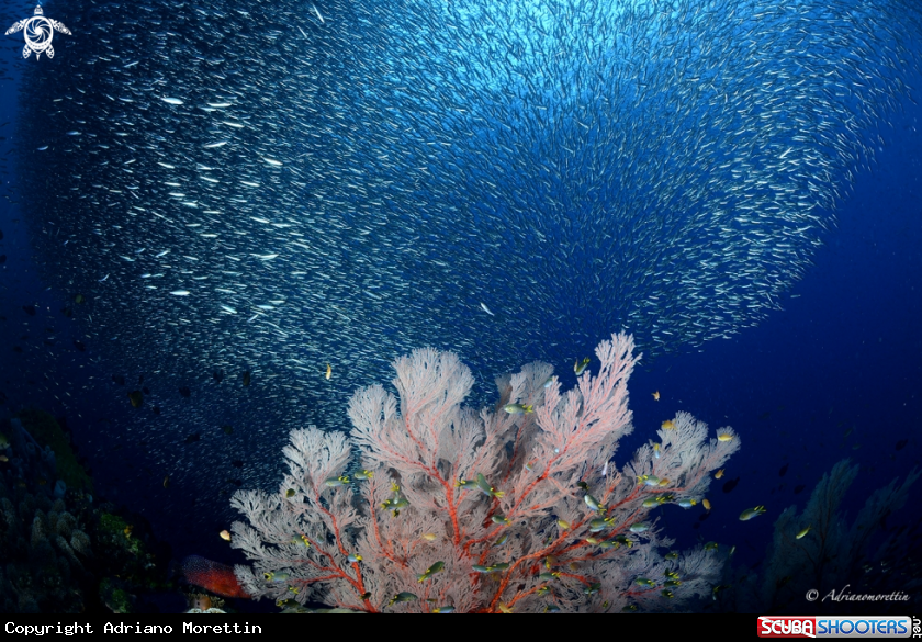 A Seafan and anchovies