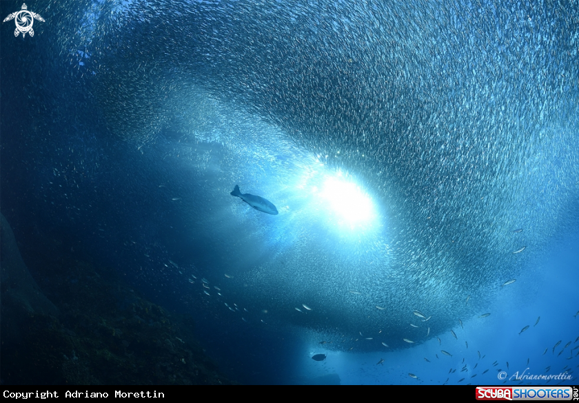 A school of anchovies