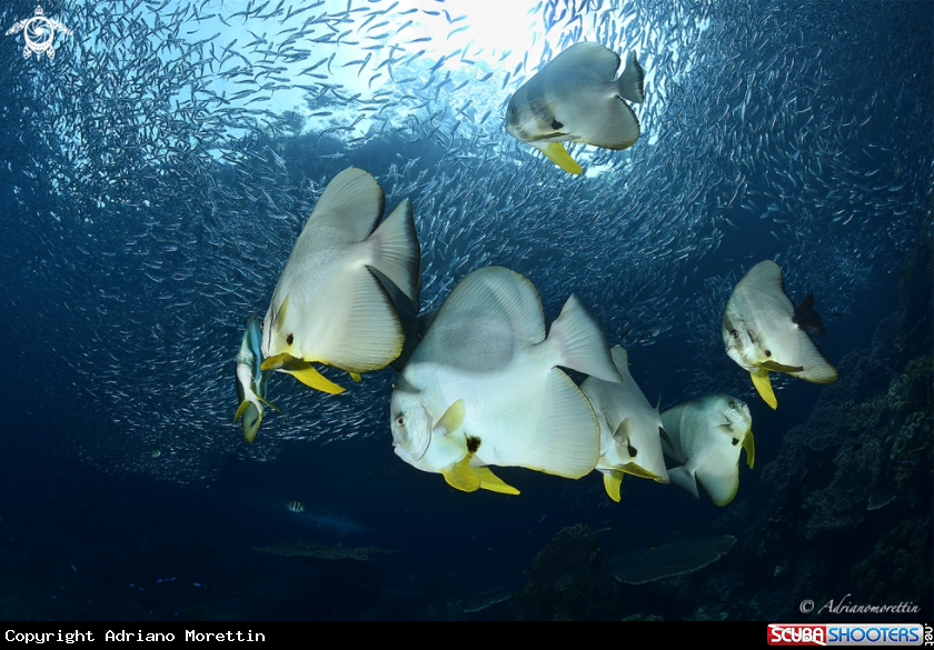 A Batfish and anchovies
