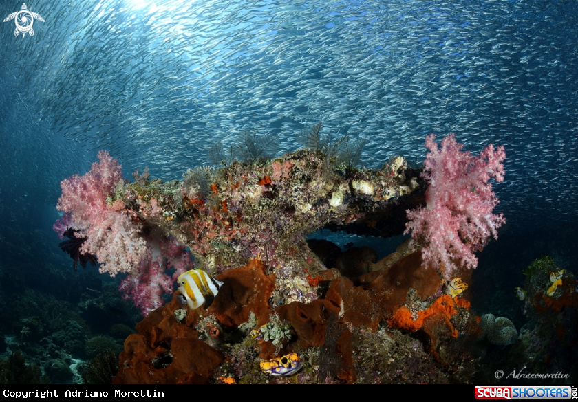 A soft corals and anchovies
