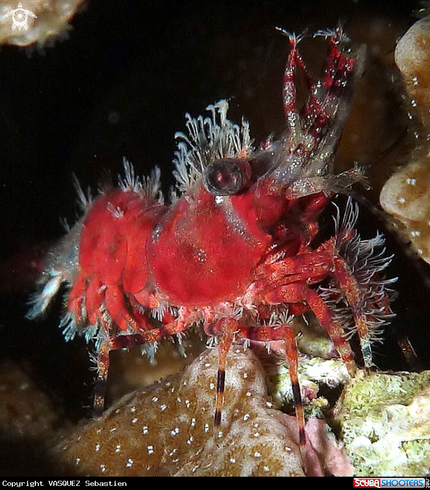 A Shrimp