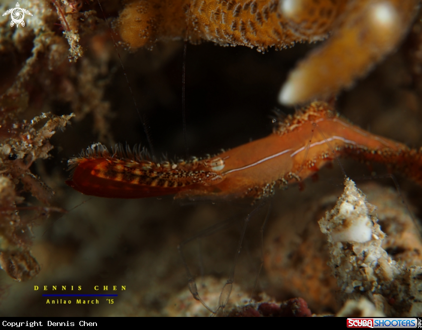 A Donald Duck Shrimp