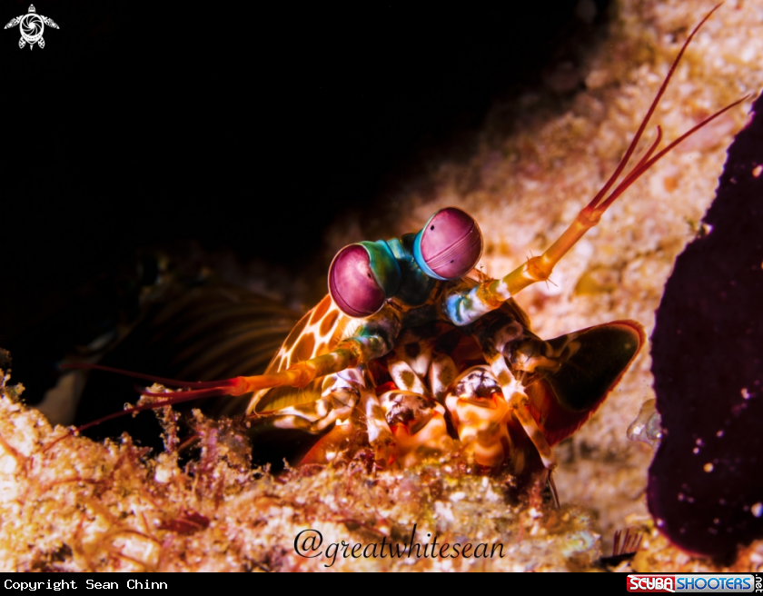 A Peacock Mantis Shrimp