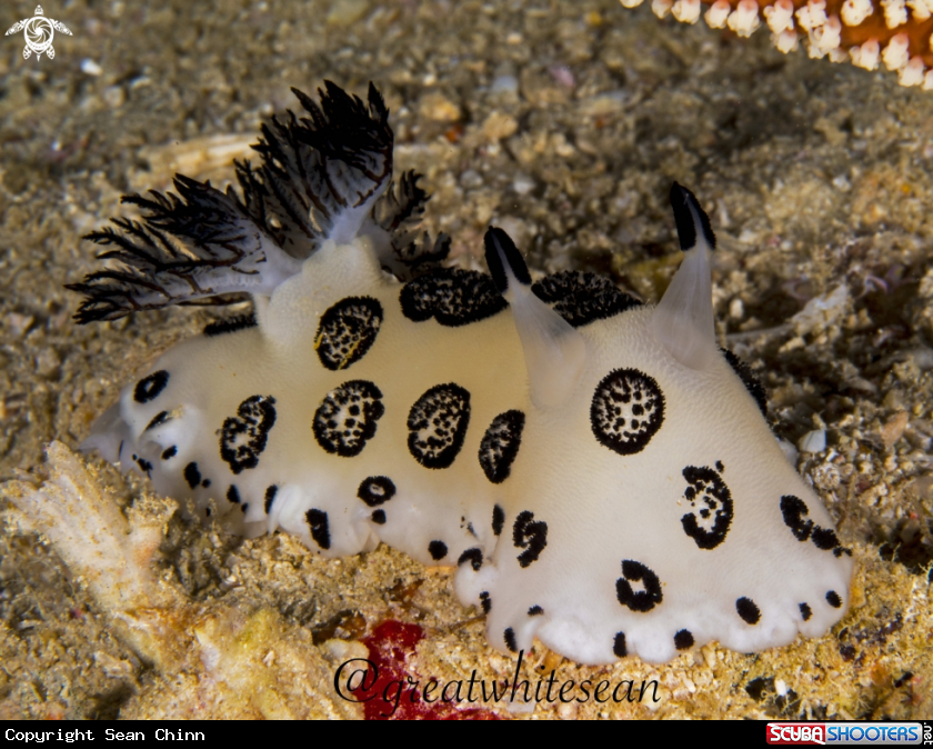 A Dotted Nudibranch
