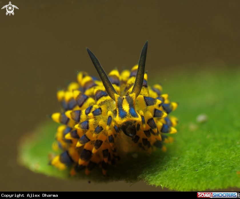 A stiliger ornatus 