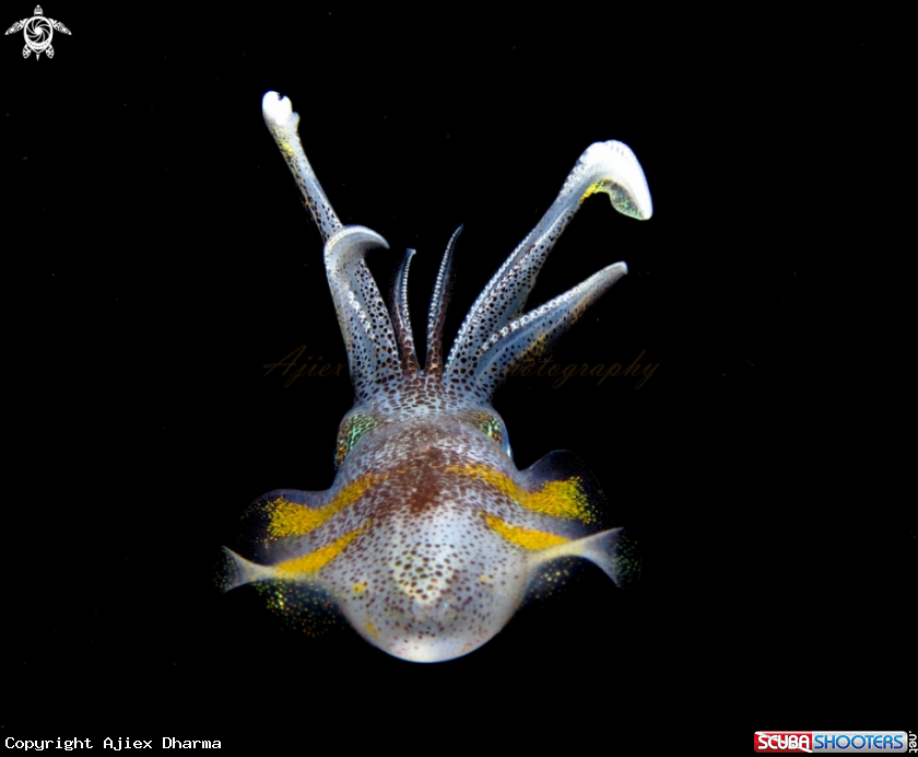A squid