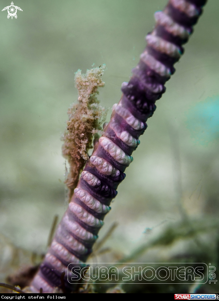A Sea Pen Shrimp