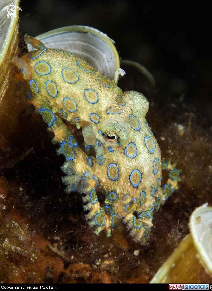 A Blue Ringed Octopus