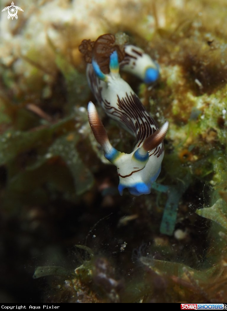 A Nudibranch