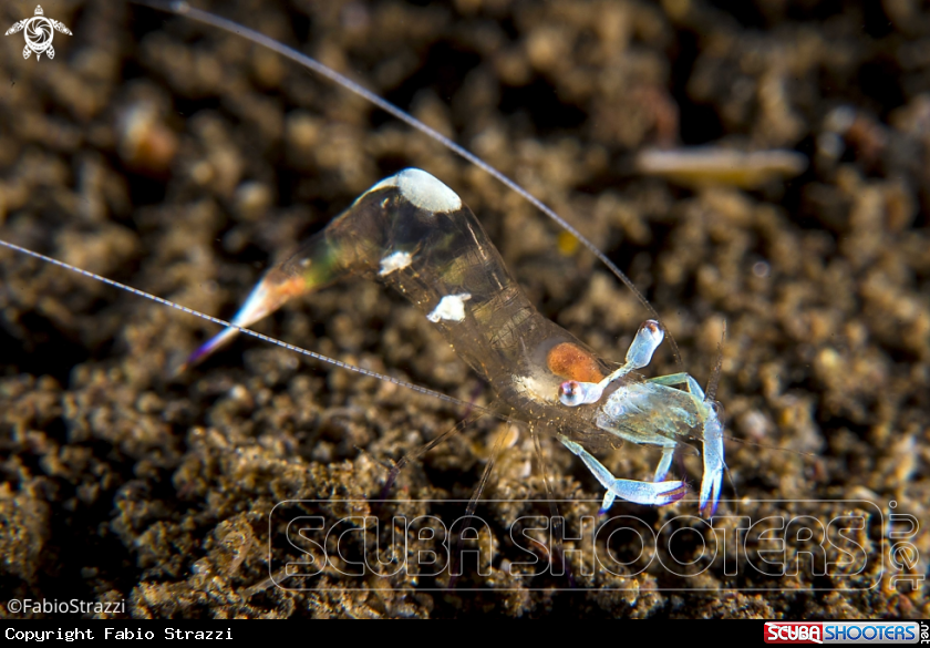 A Anemone shrimp