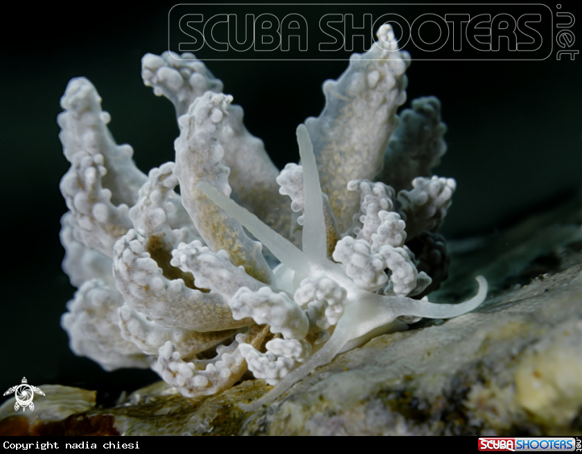 A Nudibranch