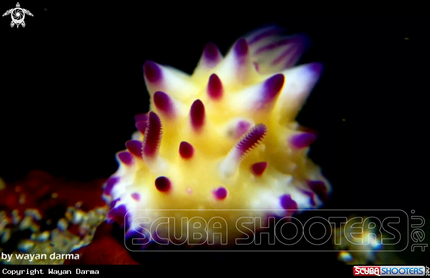 A nudibranch 