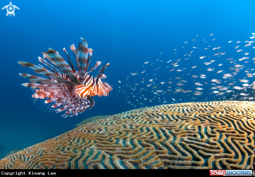 A Lion fish and small fish