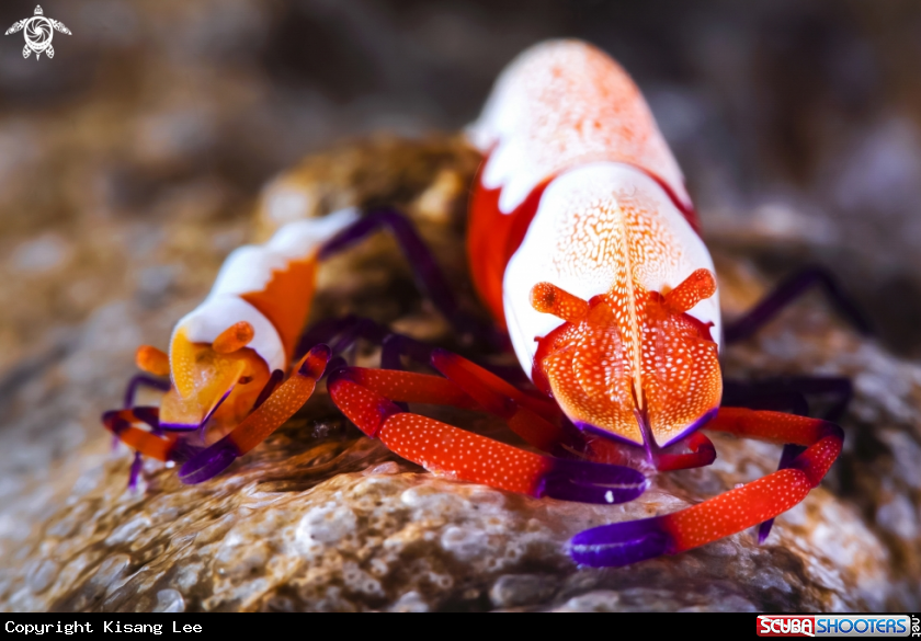A Imperial shrimp Couples