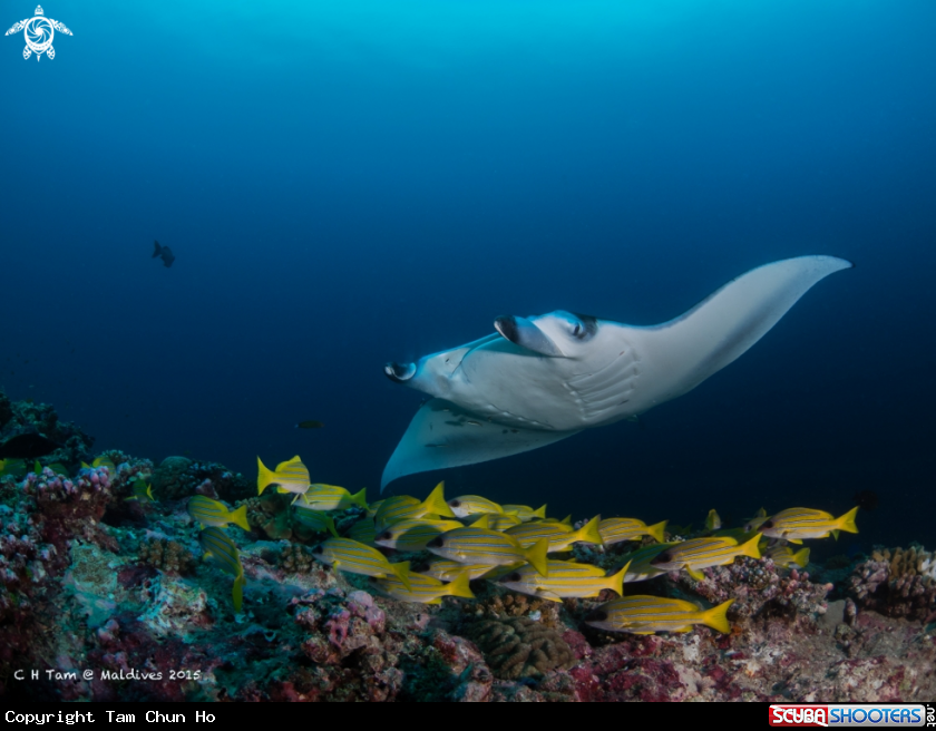 A Manta Ray