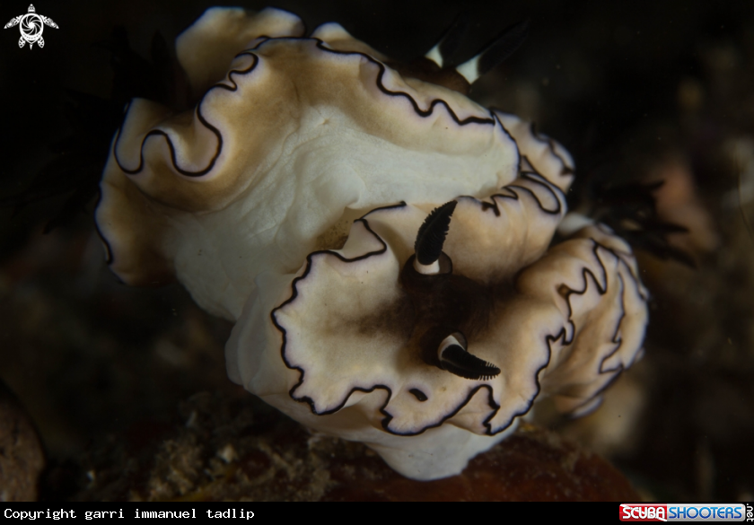 A nudibranch