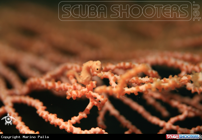 A Pigmy Sea Horse Denise